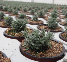 Lavendel, eine beliebte Duftpflanze für den Garten und für Gefässe.