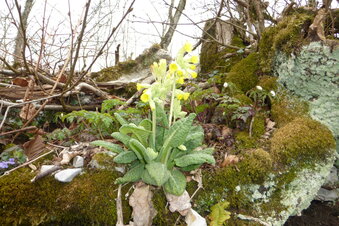 Wanderung auf die Lägern 2016