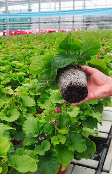 Die Becherprimel entwickelt im biologischen Anbau einen hervorragenden Wurzwuchs.