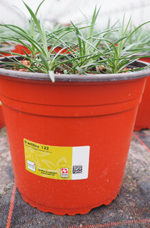 Huber Pflanzenkulturen AG stellt ihre Pflanzproduktion seit Anfang 2017 auf biologischen Anbau um. Hier im Bild Garten-Nelken.