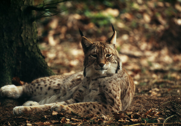 © Hans Glader / WWF-Switzerland